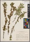 Foto von Salix chlorostachya Turcz.